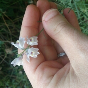 Photographie n°678986 du taxon Linaria repens (L.) Mill. [1768]