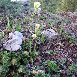 Photographie n°678991 du taxon Arabidopsis thaliana (L.) Heynh.