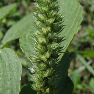 Photographie n°679042 du taxon Amaranthus retroflexus L. [1753]