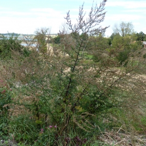 Photographie n°679045 du taxon Artemisia vulgaris L. [1753]