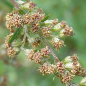 Photographie n°679047 du taxon Artemisia vulgaris L. [1753]