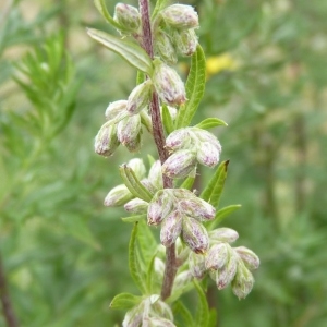 Photographie n°679049 du taxon Artemisia vulgaris L. [1753]