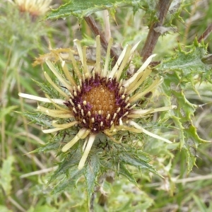 Photographie n°679051 du taxon Carlina corymbosa L. [1753]