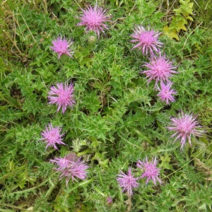 Photographie n°679053 du taxon Cirsium acaulon (L.) Scop. [1769]