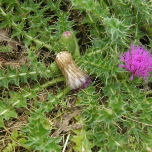 Photographie n°679055 du taxon Cirsium acaulon (L.) Scop. [1769]