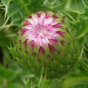 Photographie n°679057 du taxon Cirsium acaulon (L.) Scop. [1769]