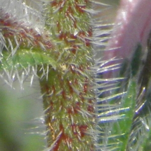 Photographie n°679094 du taxon Echium asperrimum Lam. [1792]
