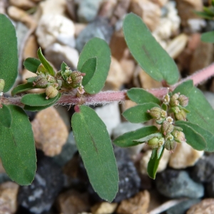 Photographie n°679097 du taxon Euphorbia maculata L.