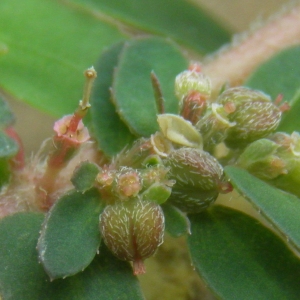 Photographie n°679098 du taxon Euphorbia maculata L.