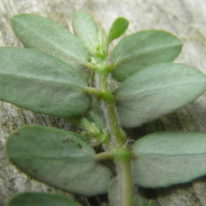Photographie n°679099 du taxon Euphorbia maculata L.