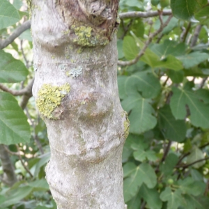 Photographie n°679102 du taxon Ficus carica L. [1753]