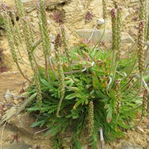 Photographie n°679124 du taxon Plantago coronopus subsp. coronopus