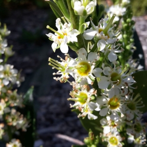 Photographie n°679139 du taxon Prunus laurocerasus L. [1753]