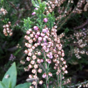 Photographie n°679150 du taxon Calluna vulgaris (L.) Hull [1808]