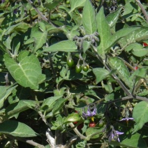 Photographie n°679157 du taxon Solanum dulcamara L. [1753]