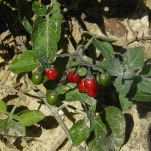 Photographie n°679158 du taxon Solanum dulcamara L. [1753]