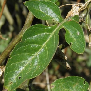 Photographie n°679161 du taxon Solanum dulcamara L. [1753]