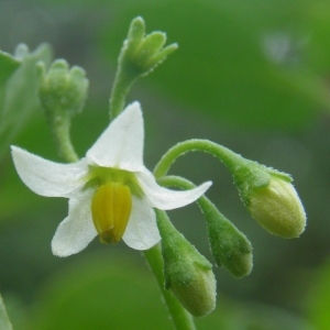 Photographie n°679164 du taxon Solanum nigrum L. [1753]