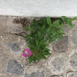 Photographie n°679270 du taxon Epilobium hirsutum L. [1753]