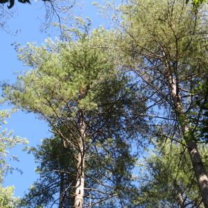 Photographie n°679324 du taxon Pinus nigra var. corsicana (Loudon) Hyl. [1913]