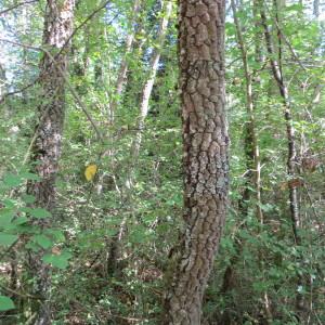 Photographie n°679393 du taxon Diospyros virginiana L. [1753]