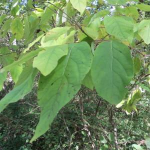 Photographie n°679394 du taxon Diospyros virginiana L. [1753]