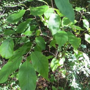 Photographie n°679397 du taxon Diospyros virginiana L. [1753]