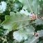  Alain Bigou - Quercus petraea subsp. petraea