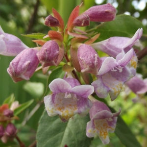 Kolkwitzia amabilis Graebn. (Beauty-bush)