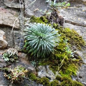 Photographie n°679531 du taxon Saxifraga longifolia Lapeyr. [1801]