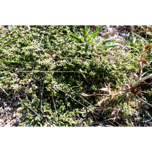 Euphorbia glyptosperma Engelm. (Euphorbe à graines entaillées)