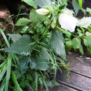 Photographie n°679593 du taxon Campanula trachelium subsp. trachelium