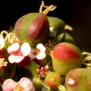 Photographie n°679616 du taxon Euphorbia nutans Lag. [1816]