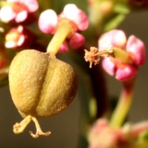 Photographie n°679618 du taxon Euphorbia nutans Lag. [1816]