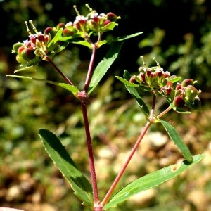 Photographie n°679622 du taxon Euphorbia nutans Lag. [1816]