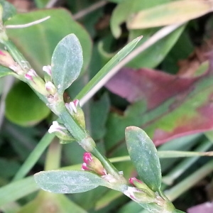 Photographie n°679659 du taxon Polygonum aviculare L. [1753]