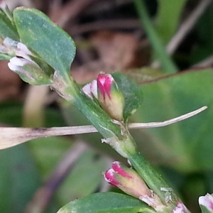 Photographie n°679661 du taxon Polygonum aviculare L. [1753]