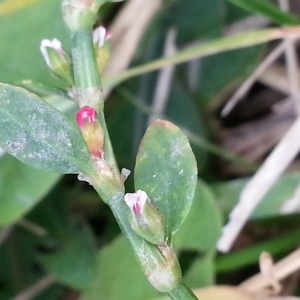 Photographie n°679662 du taxon Polygonum aviculare L. [1753]