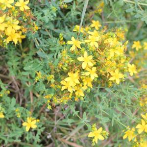 Photographie n°679675 du taxon Hypericum perforatum L. [1753]
