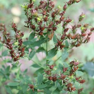 Photographie n°679676 du taxon Hypericum perforatum L. [1753]