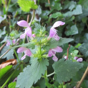 Photographie n°679680 du taxon Lamium maculatum (L.) L. [1763]