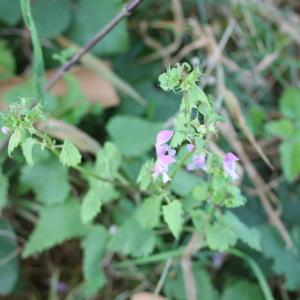 Photographie n°679681 du taxon Lamium maculatum (L.) L. [1763]