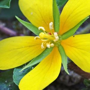  - Ludwigia grandiflora (Michx.) Greuter & Burdet [1987]