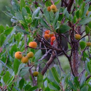 Photographie n°679724 du taxon Arbutus unedo L. [1753]