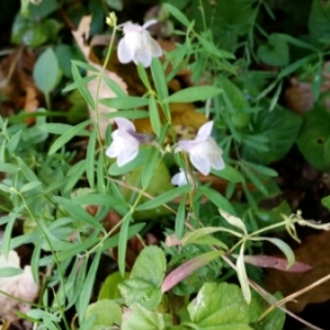 Photographie n°679896 du taxon Linaria repens (L.) Mill. [1768]