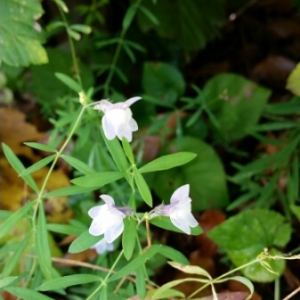 Photographie n°679897 du taxon Linaria repens (L.) Mill. [1768]