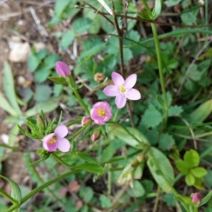 Photographie n°679898 du taxon Centaurium erythraea Rafn [1800]