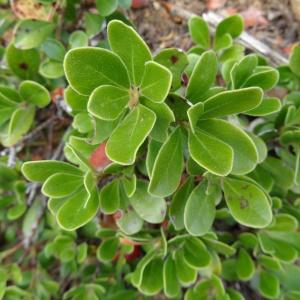 Photographie n°679905 du taxon Arctostaphylos uva-ursi var. crassifolius Braun-Blanq. [1957]