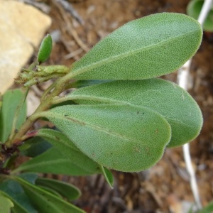 Photographie n°679906 du taxon Arctostaphylos uva-ursi var. crassifolius Braun-Blanq. [1957]