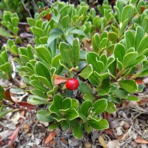 Photographie n°679907 du taxon Arctostaphylos uva-ursi var. crassifolius Braun-Blanq. [1957]